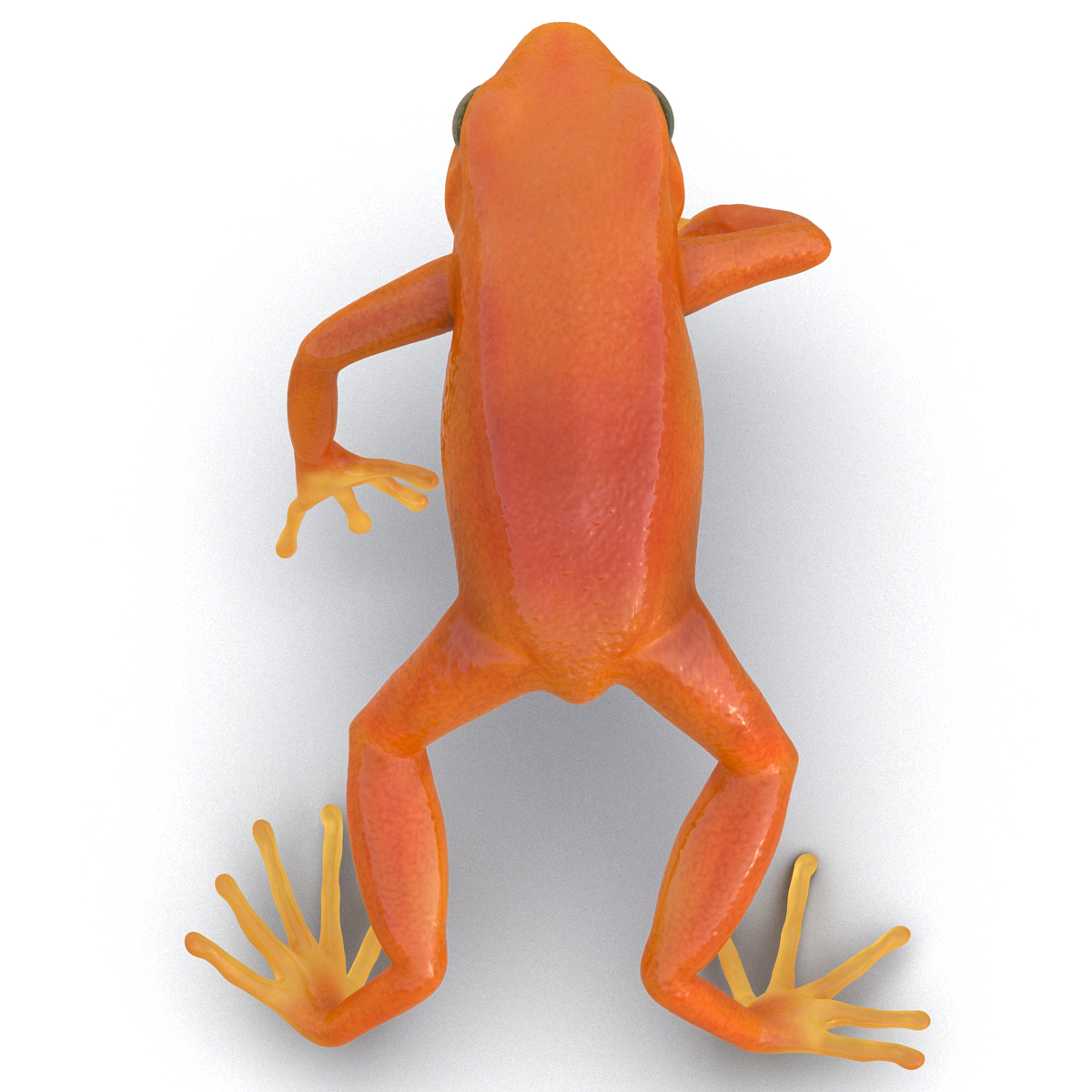 3D model Mantella Frog Pose 4