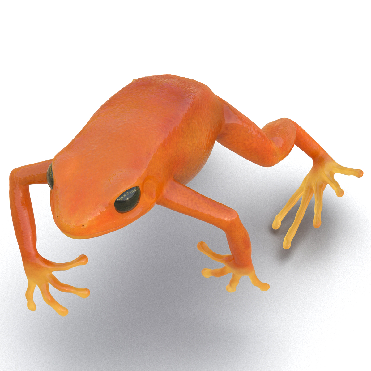 3D model Mantella Frog Pose 4