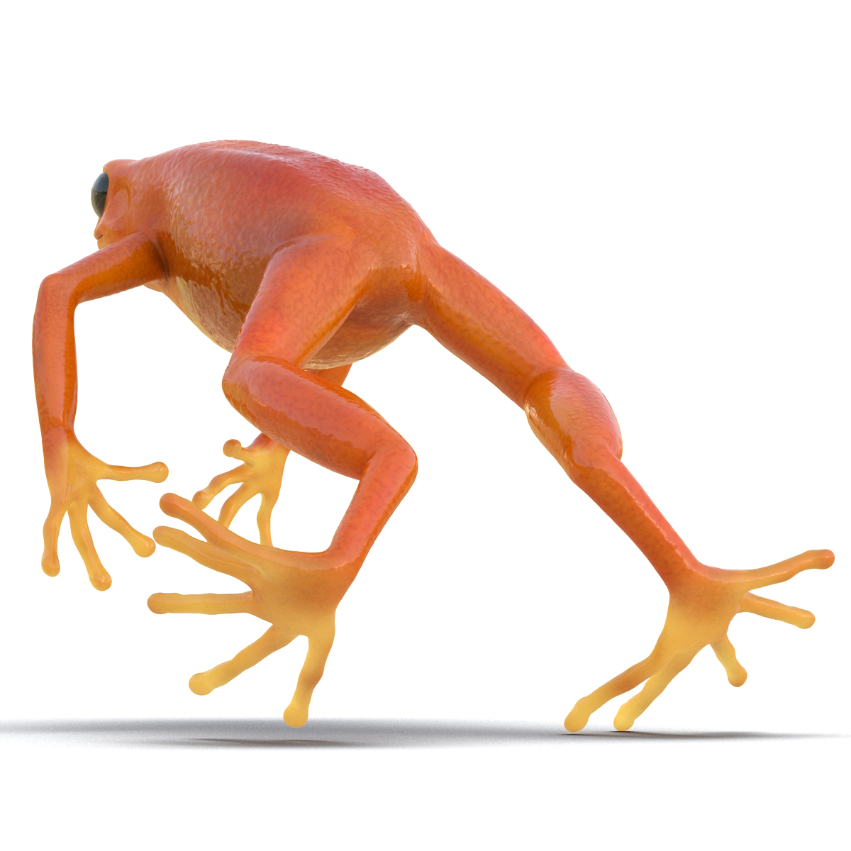 3D model Mantella Frog Pose 4