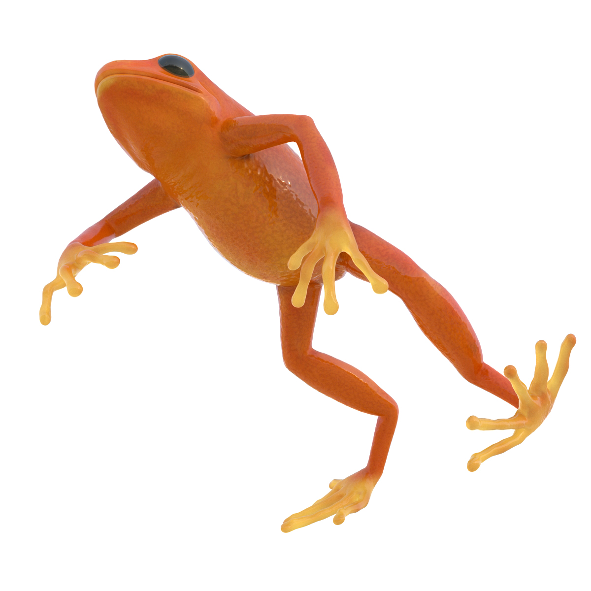 3D model Mantella Frog Pose 4