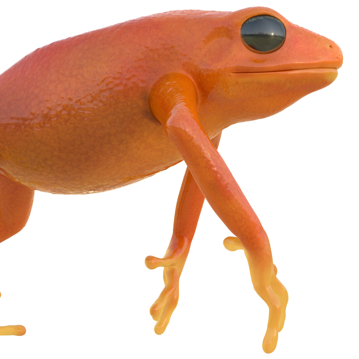 3D model Mantella Frog Pose 4