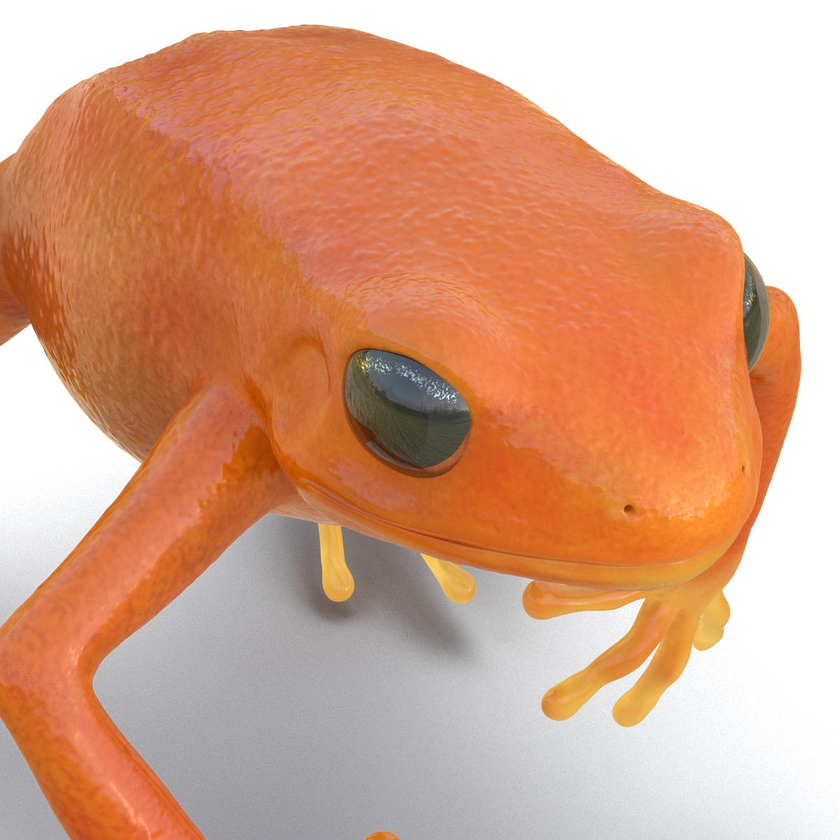 3D model Mantella Frog Pose 4