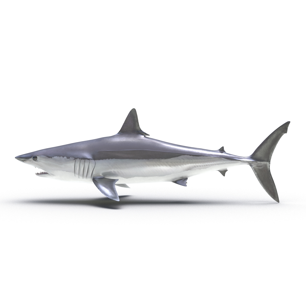 3D Shortfin Mako Shark Rigged