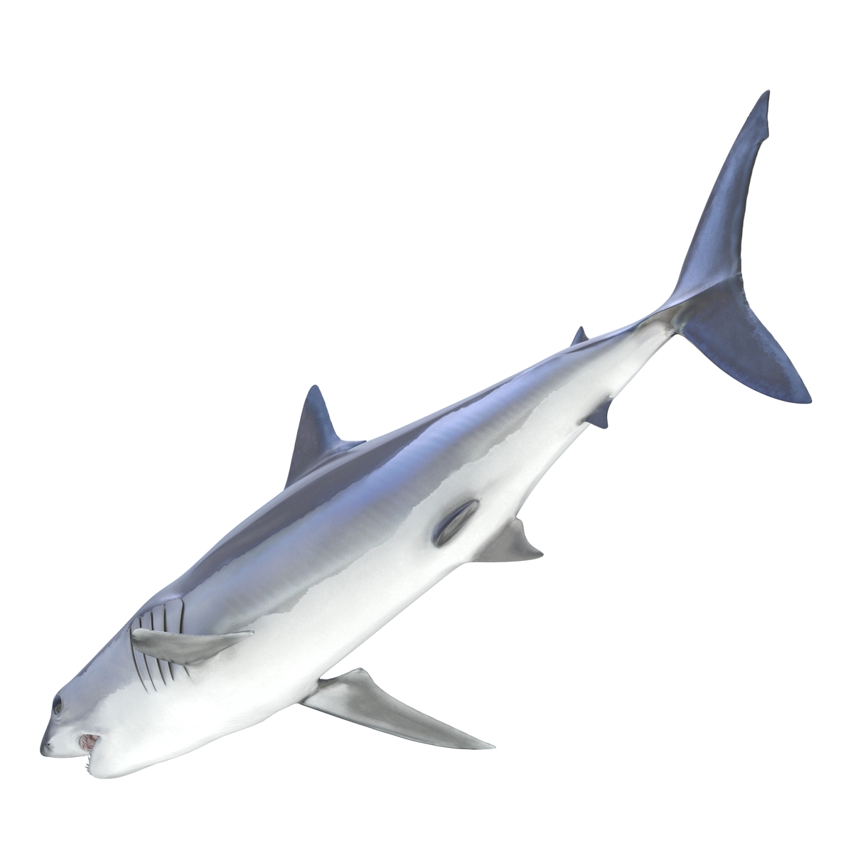 3D Shortfin Mako Shark Rigged