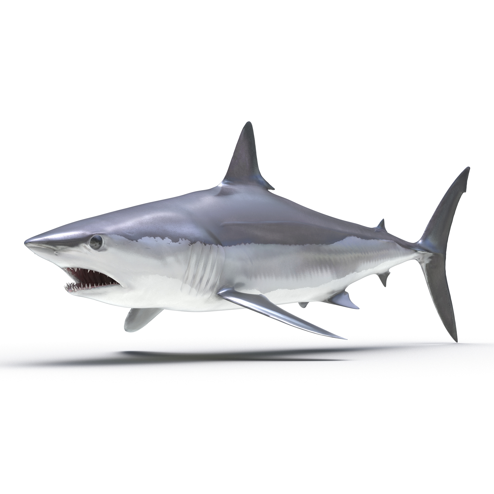 Shortfin Mako Shark 3D model