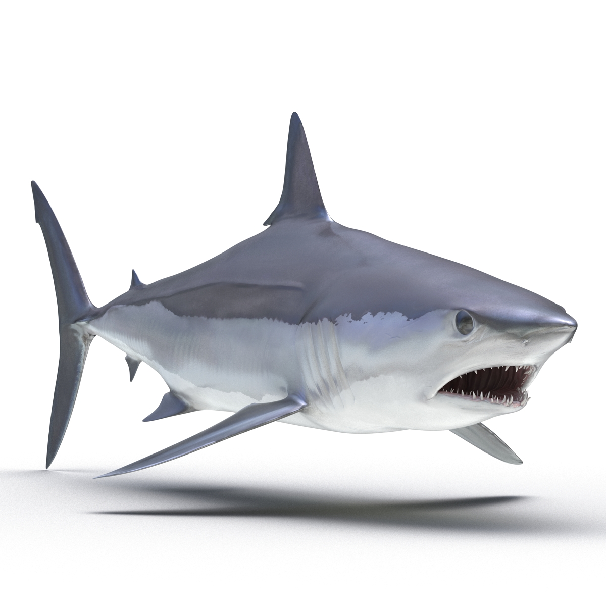 Shortfin Mako Shark 3D model