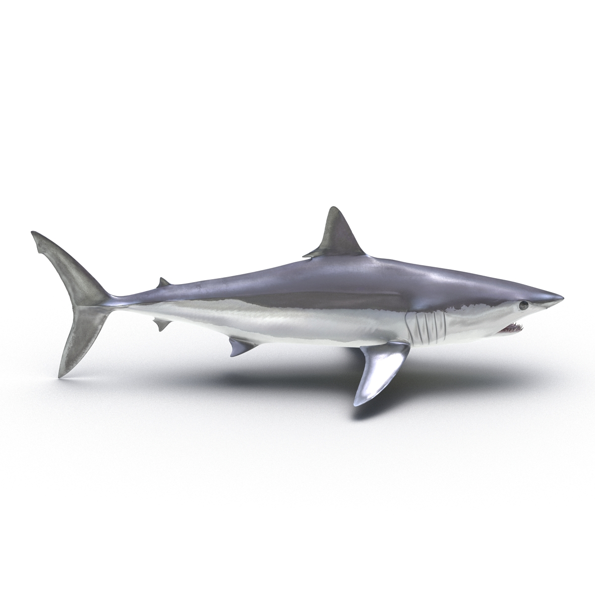 Shortfin Mako Shark 3D model