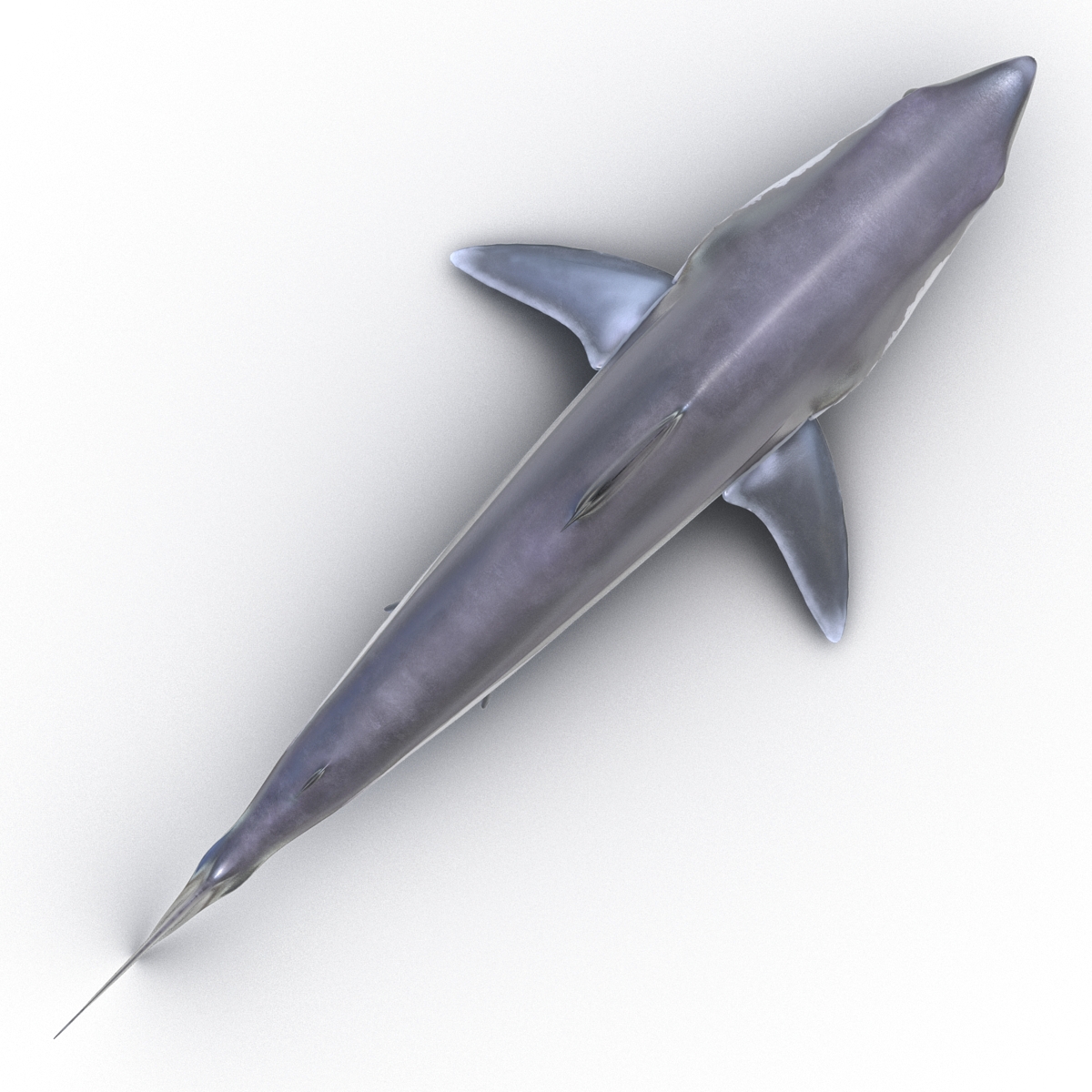 Shortfin Mako Shark 3D model