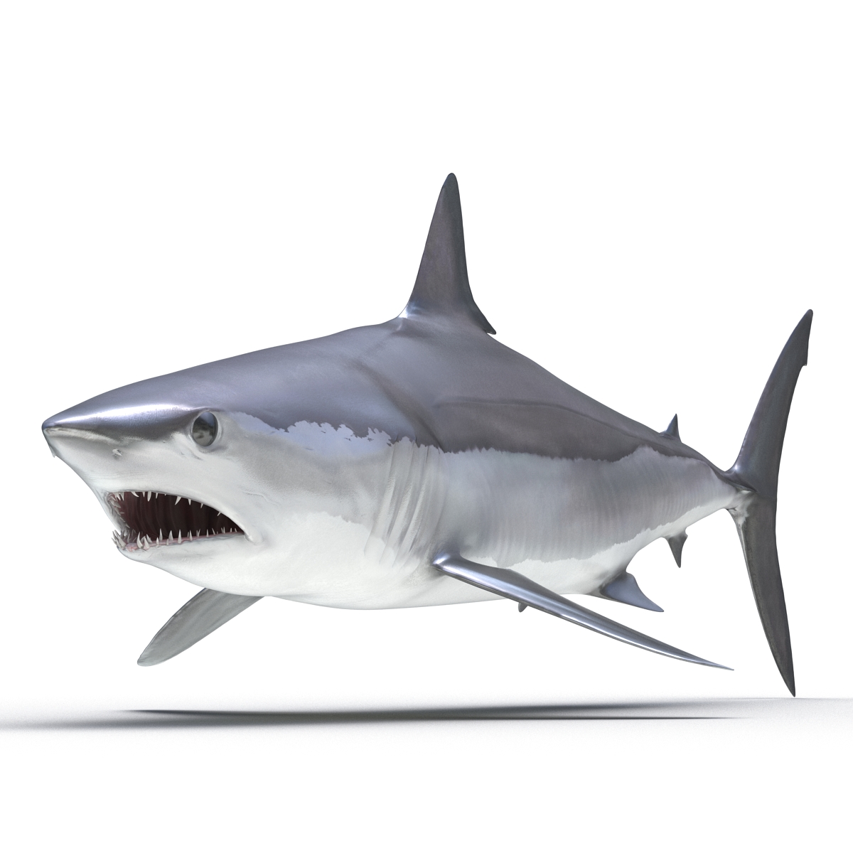 Shortfin Mako Shark 3D model