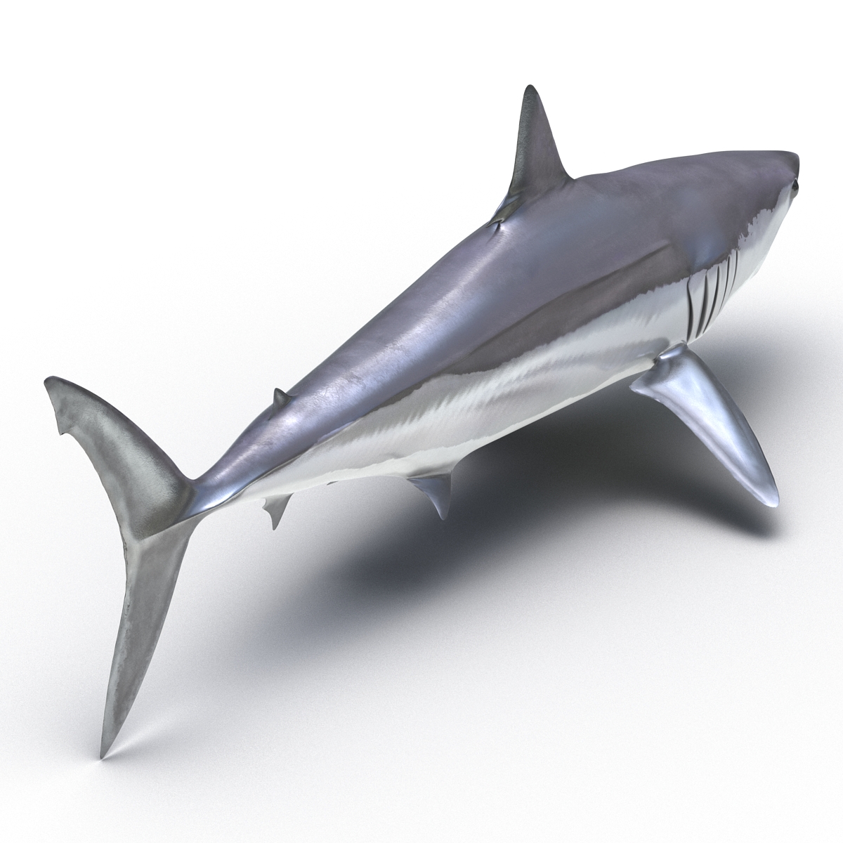 Shortfin Mako Shark 3D model