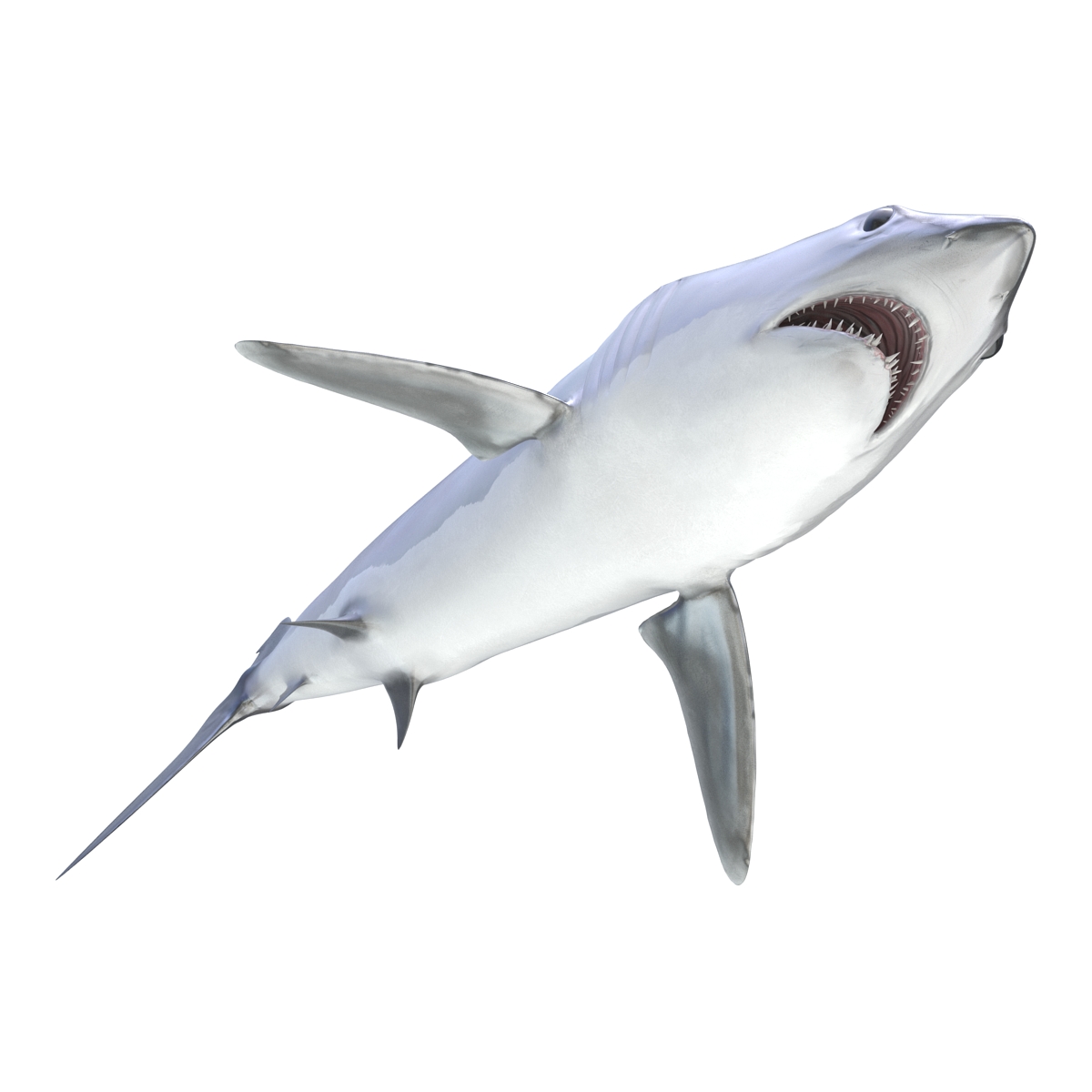 Shortfin Mako Shark 3D model