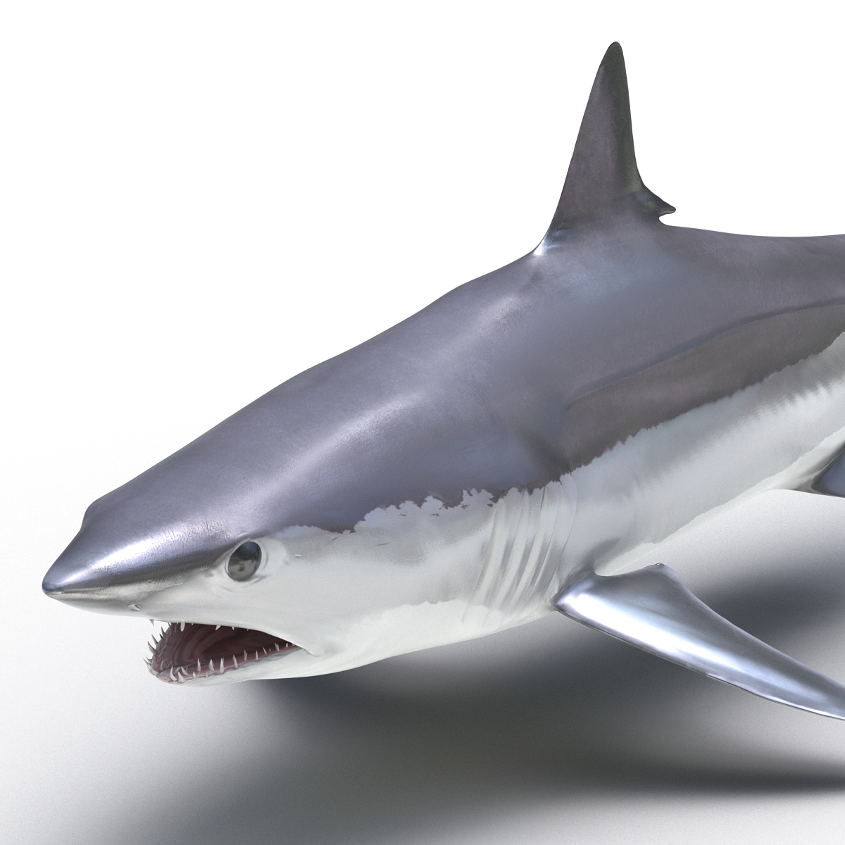 Shortfin Mako Shark 3D model