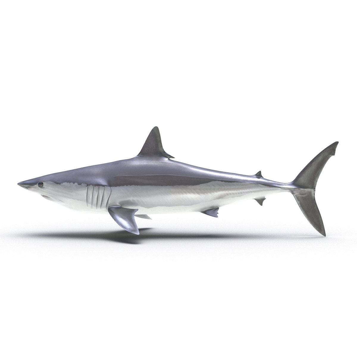 3D Shortfin Mako Shark 2