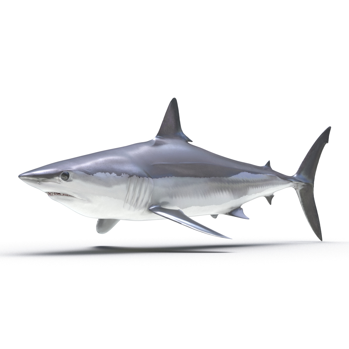 3D Shortfin Mako Shark 2