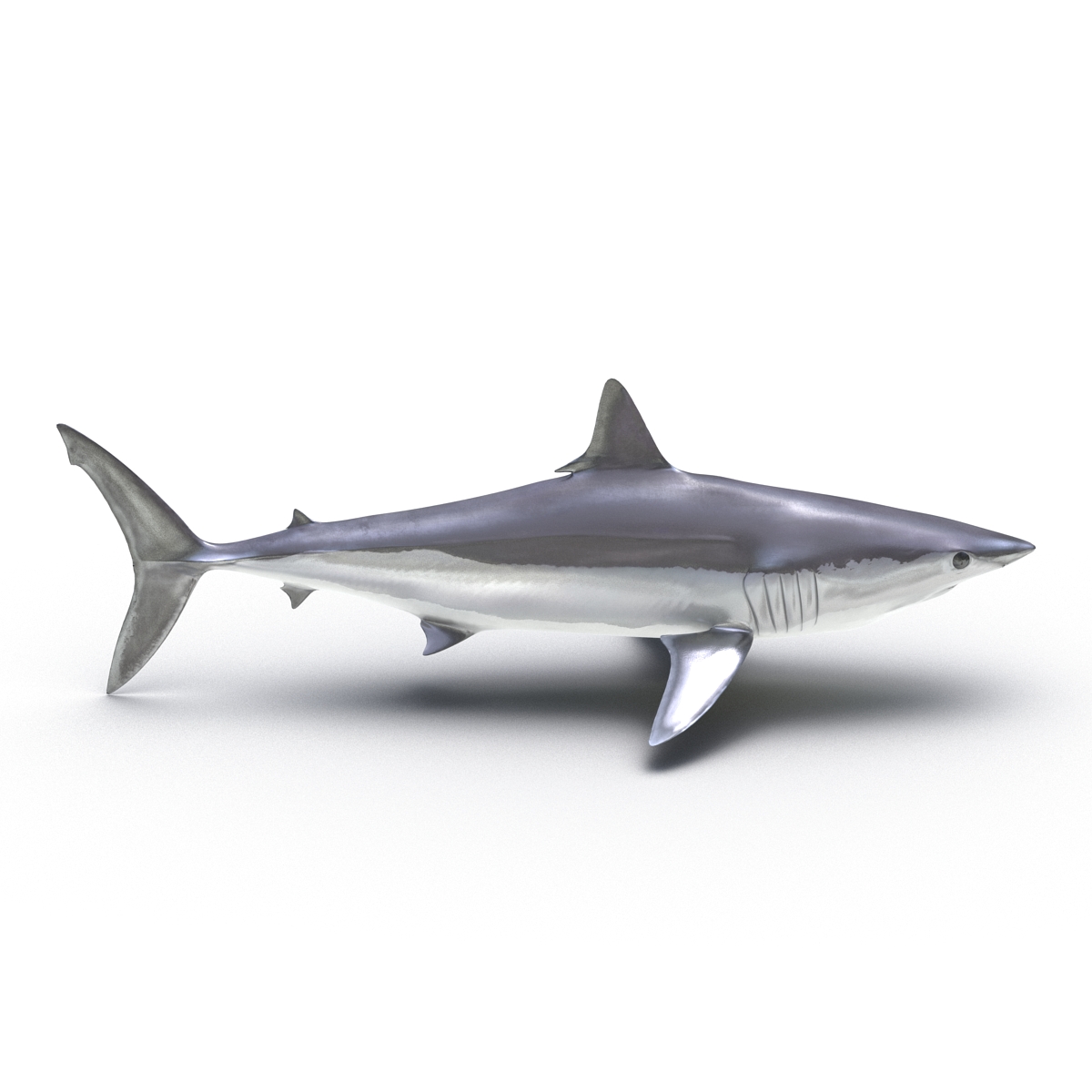 3D Shortfin Mako Shark 2