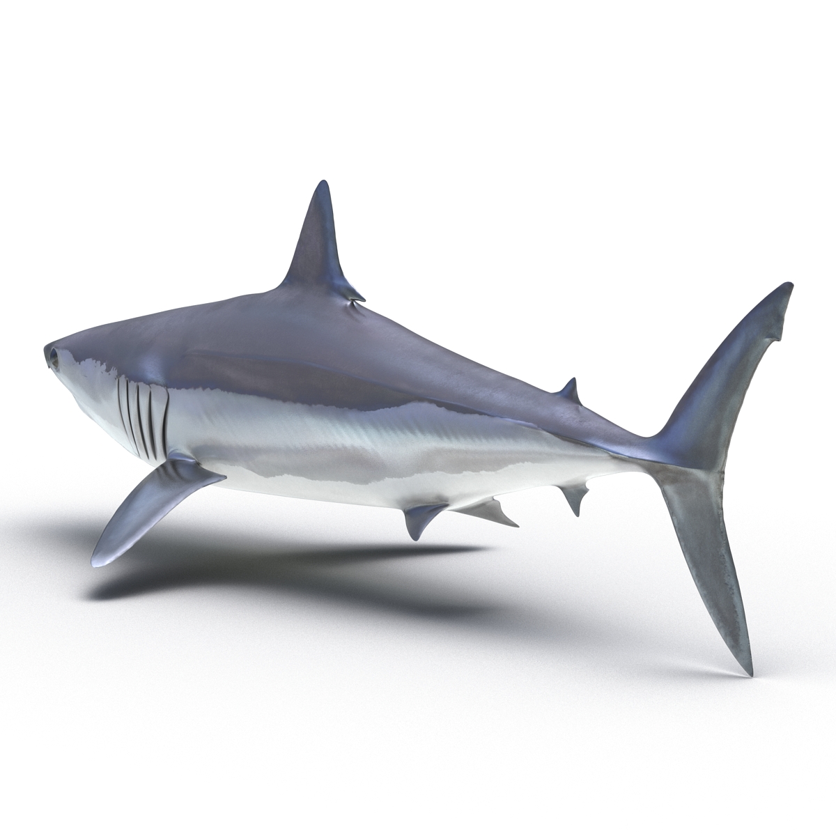 3D Shortfin Mako Shark 2