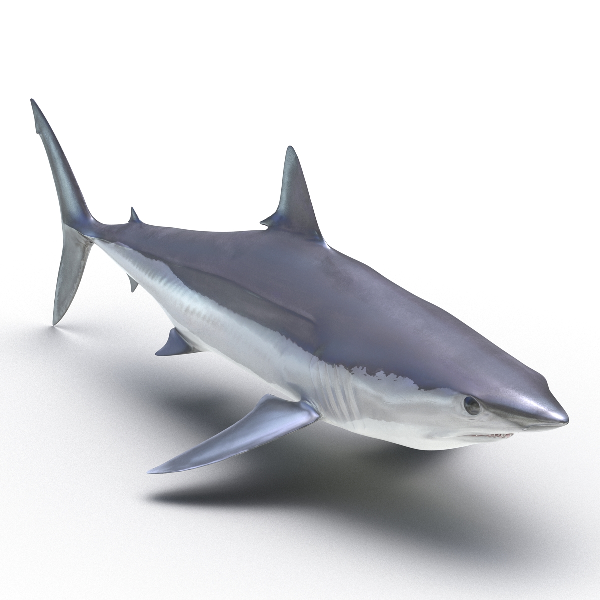 3D Shortfin Mako Shark 2