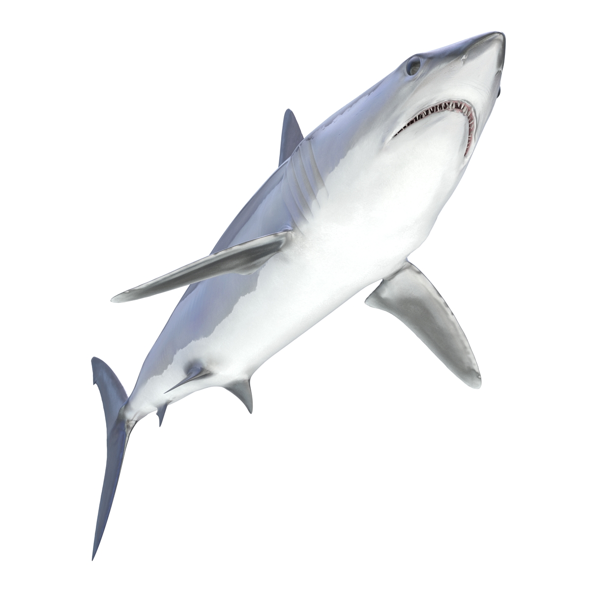 3D Shortfin Mako Shark 2