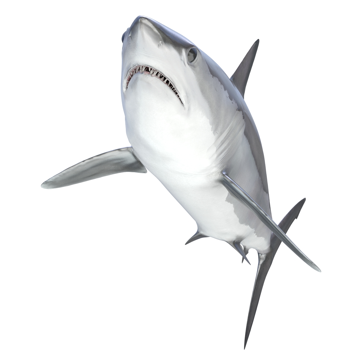 3D Shortfin Mako Shark 2