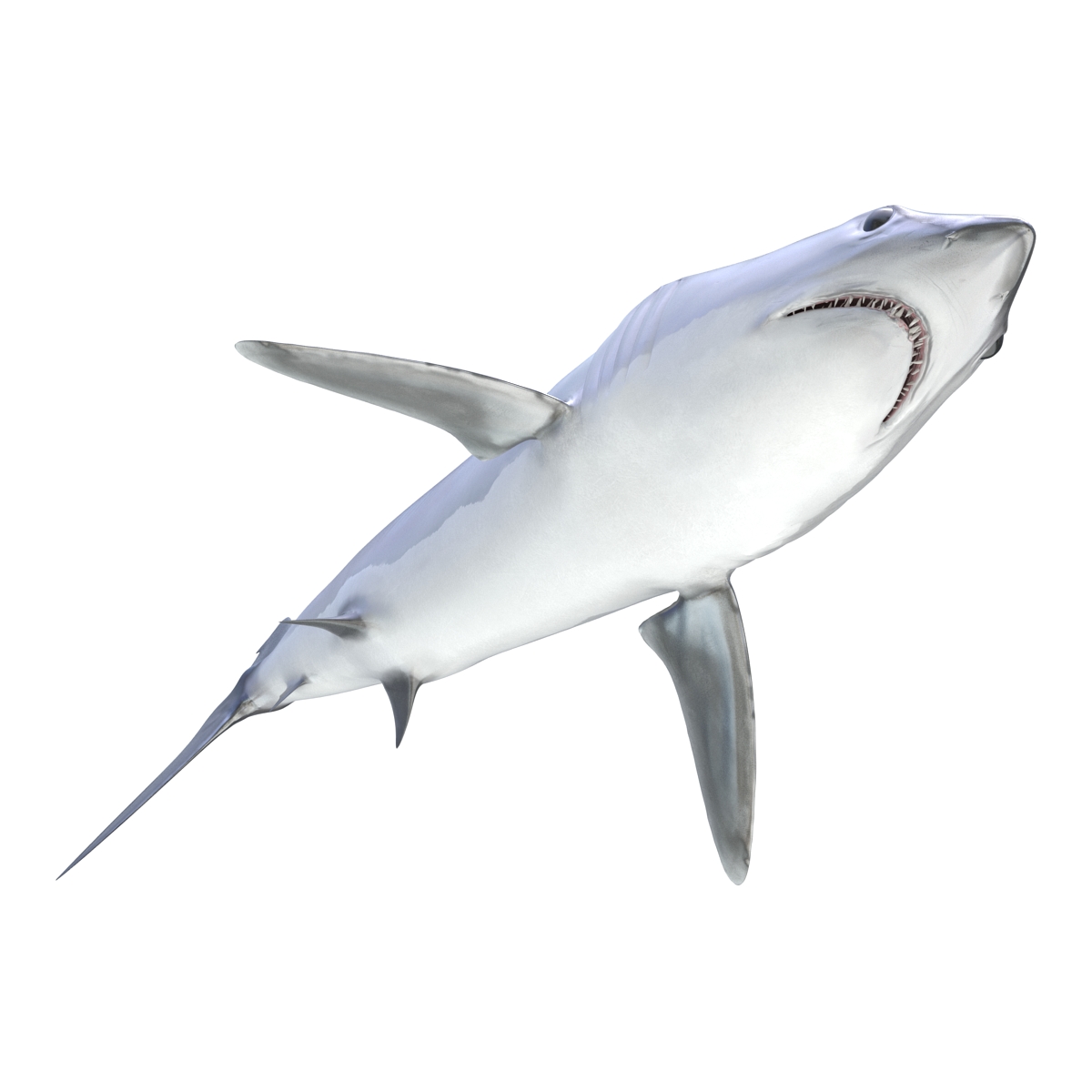 3D Shortfin Mako Shark 2