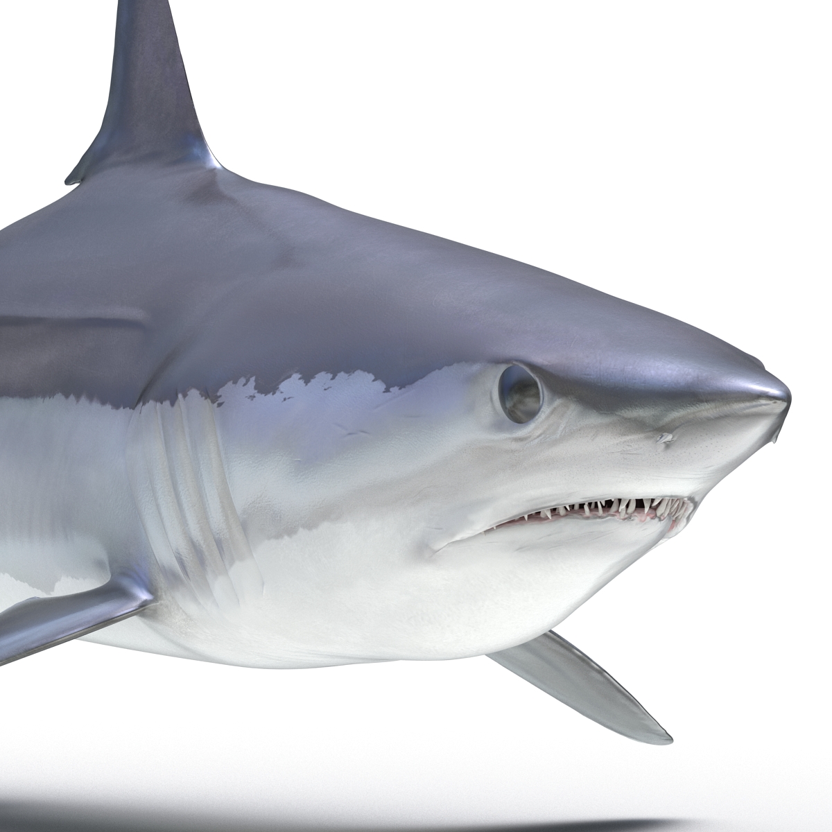 3D Shortfin Mako Shark 2