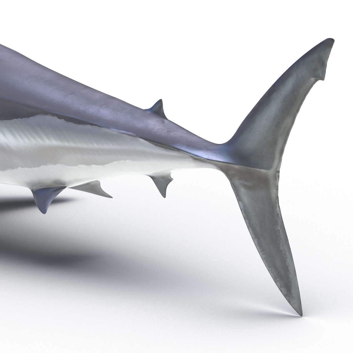 3D Shortfin Mako Shark 2