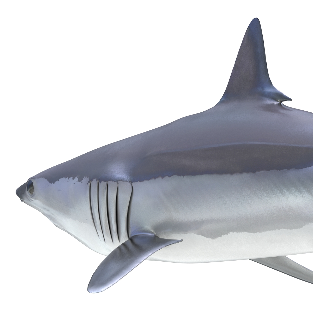 3D Shortfin Mako Shark 2