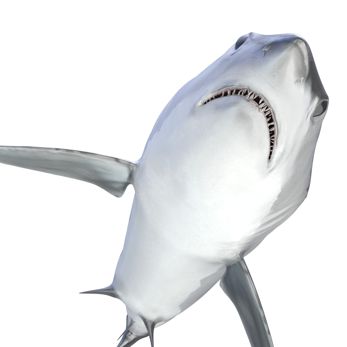 3D Shortfin Mako Shark 2