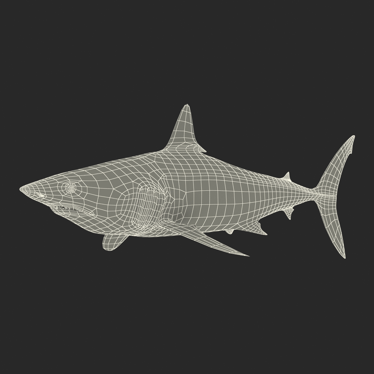 3D Shortfin Mako Shark 2