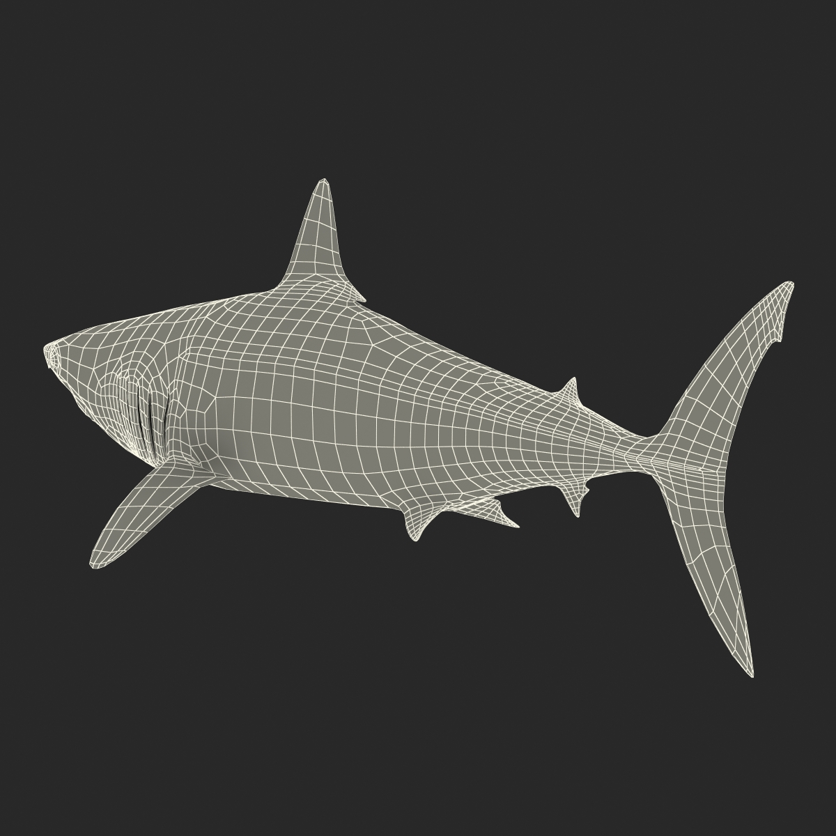 3D Shortfin Mako Shark 2