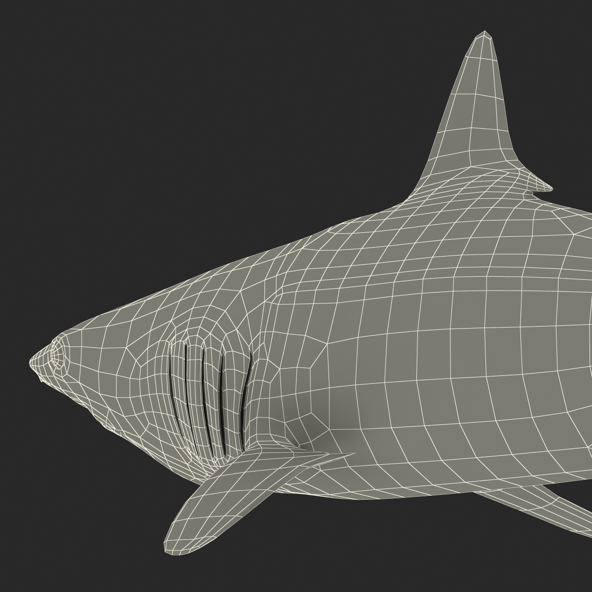 3D Shortfin Mako Shark 2