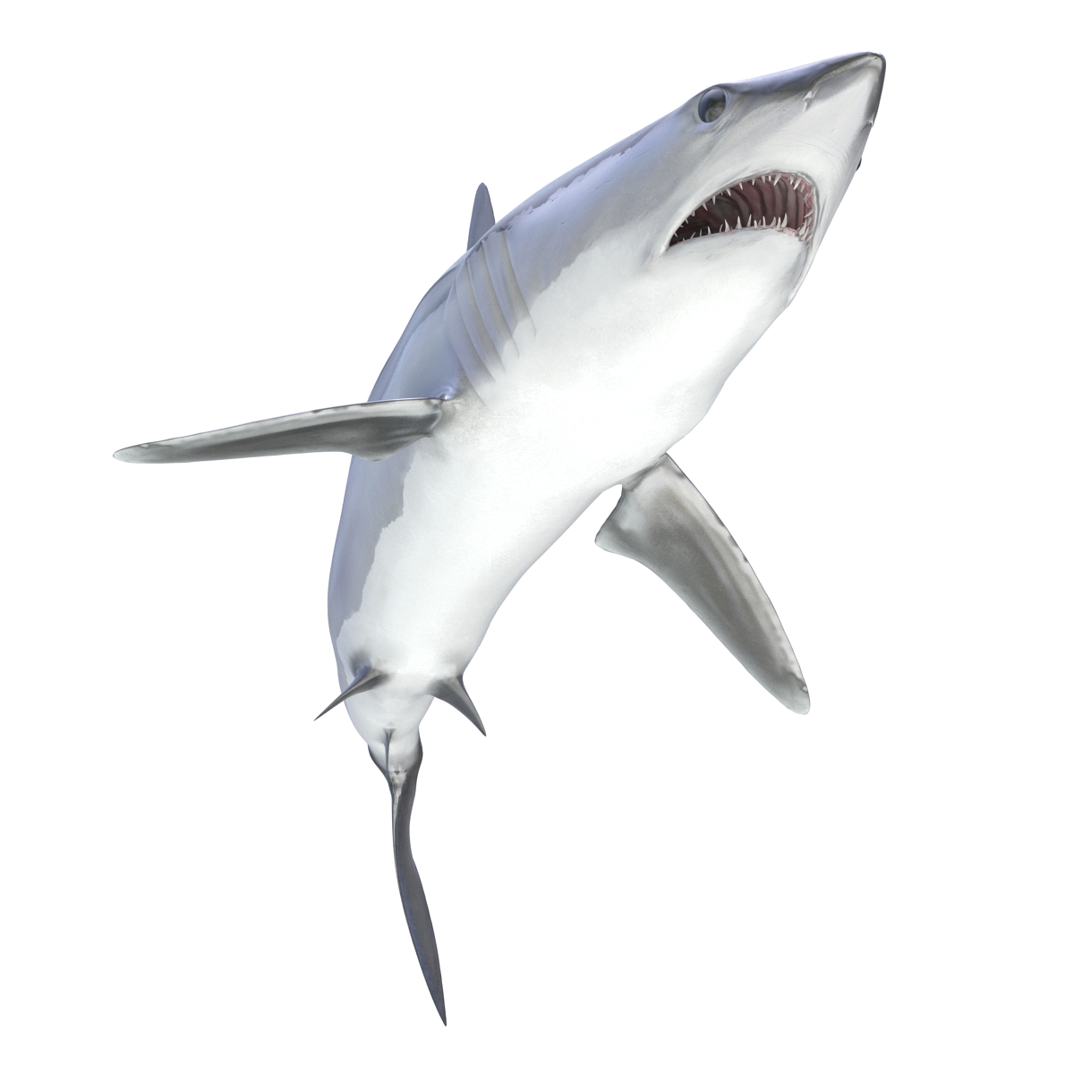 3D Shortfin Mako Shark Pose 2