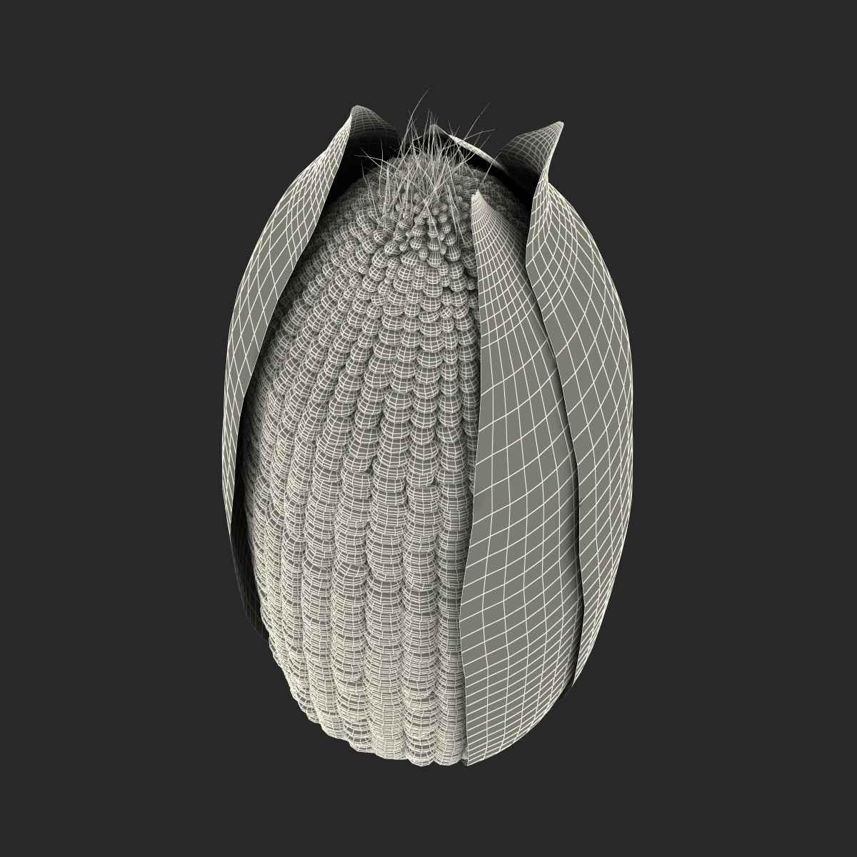 3D model Corn 2