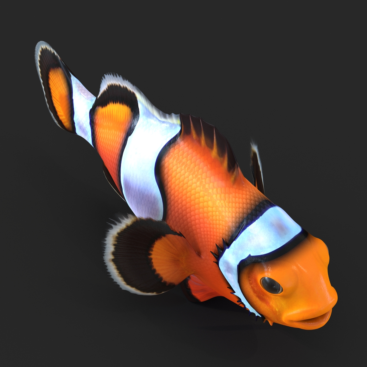 3D Clownfish Rigged