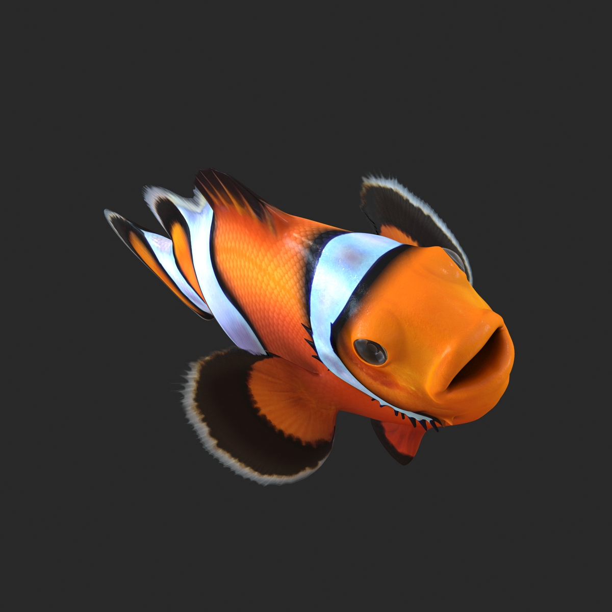 3D Clownfish Rigged