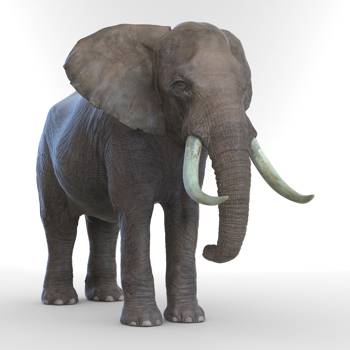 3D model Elephant