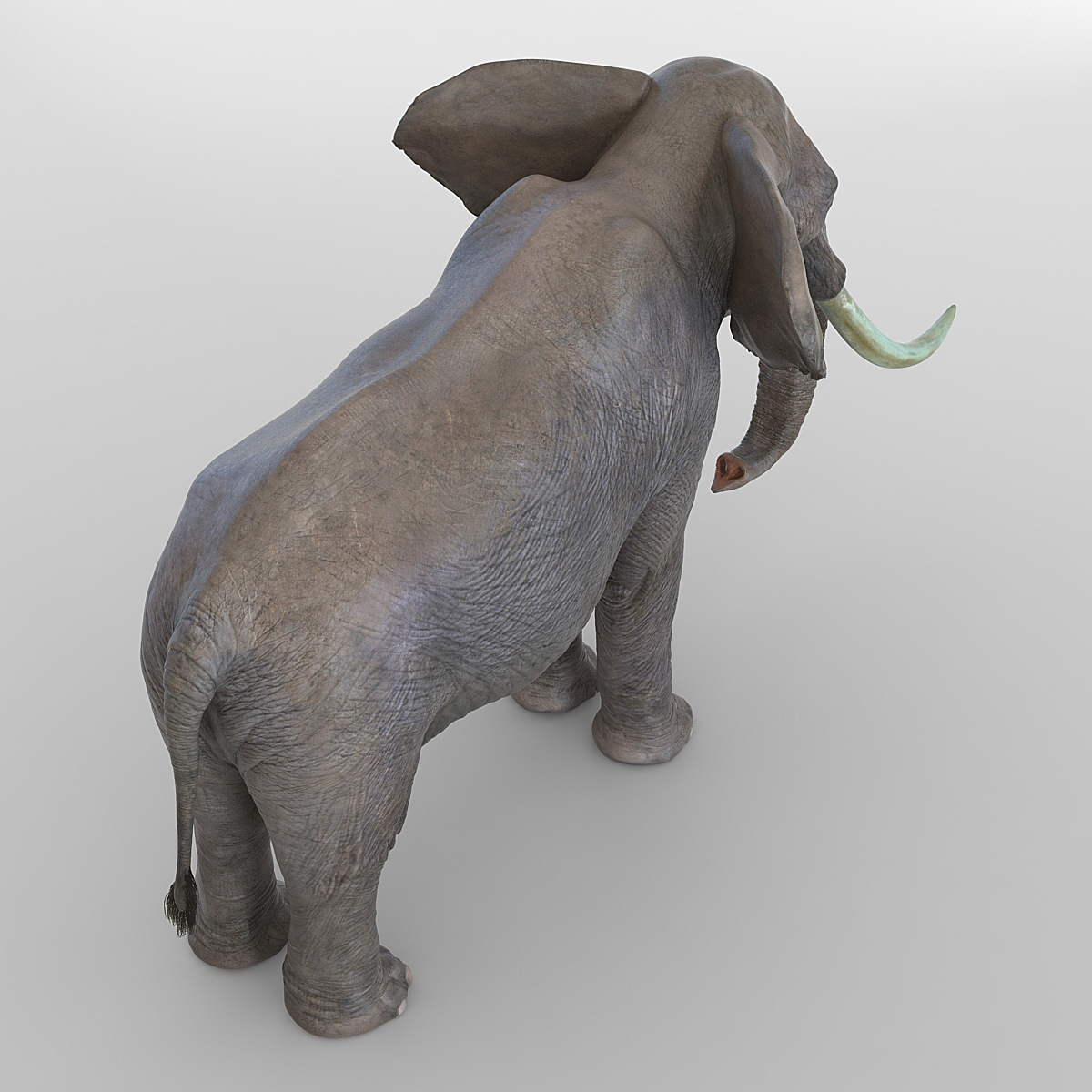 3D model Elephant