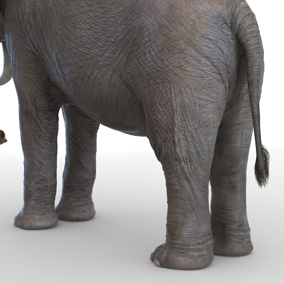 3D model Elephant