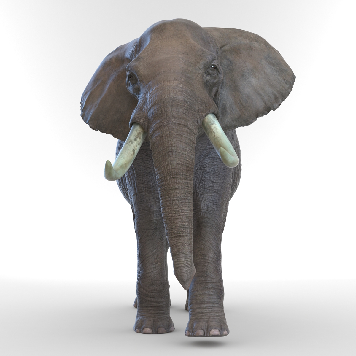 3D model Elephant Pose 2