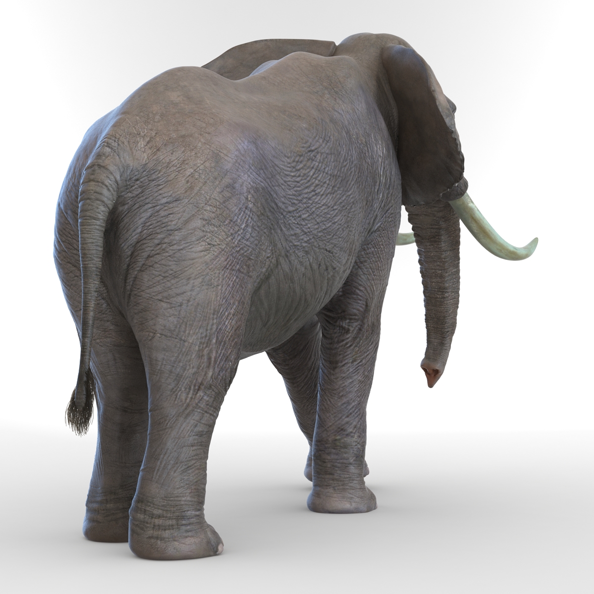 3D model Elephant Pose 2