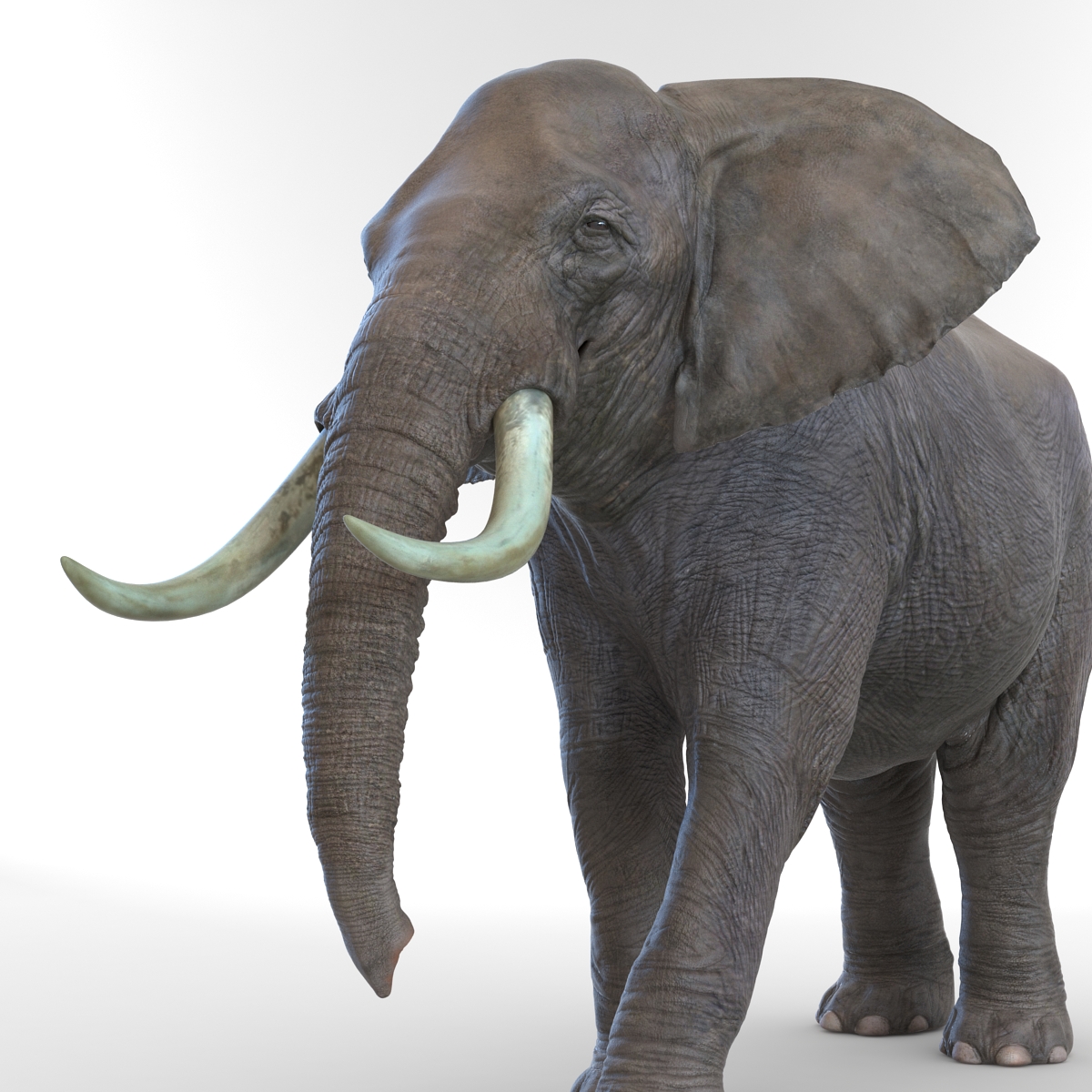 3D model Elephant Pose 2