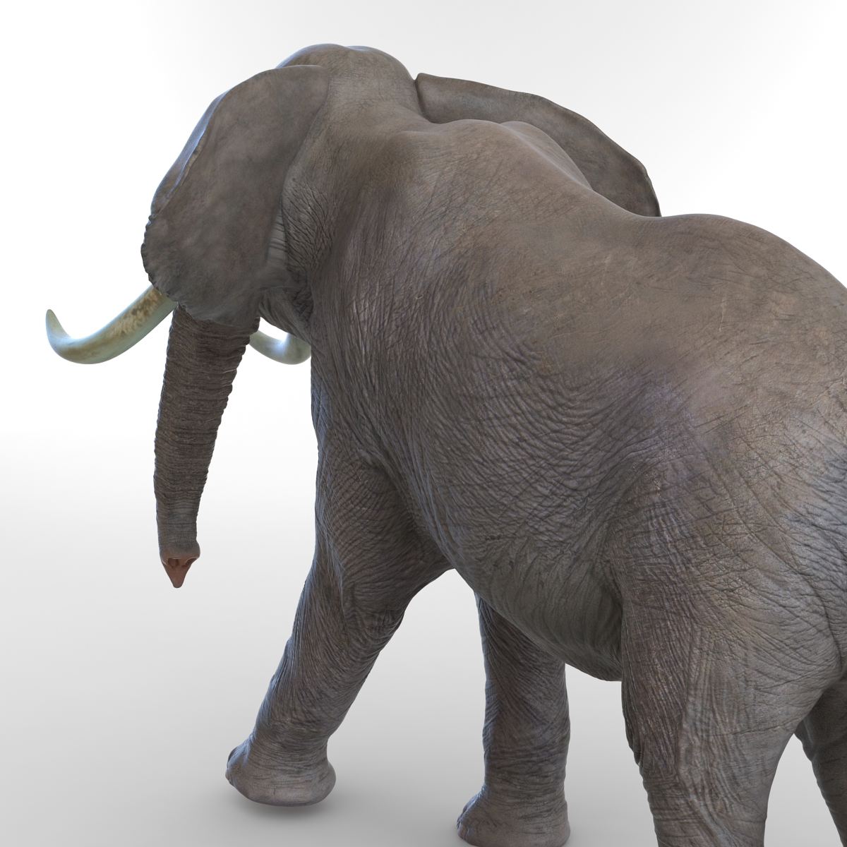 3D model Elephant Pose 2