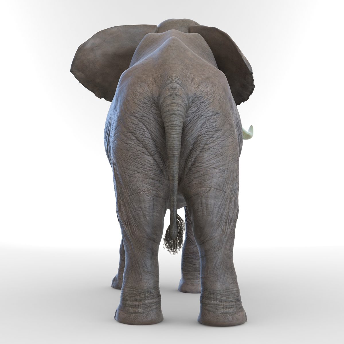 3D model Elephant Pose 3