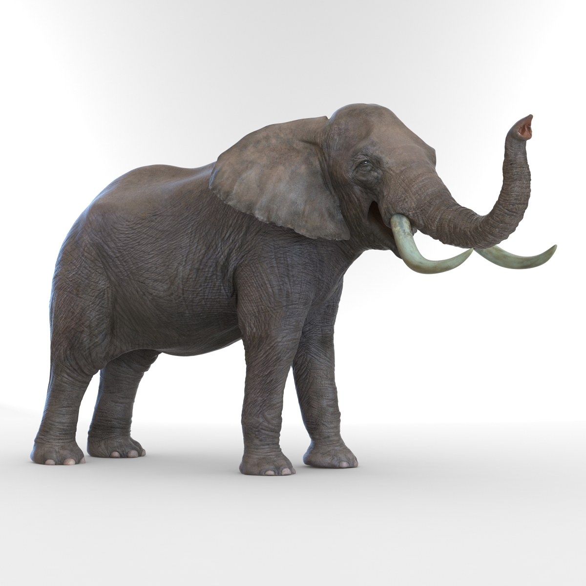 3D model Elephant Pose 3