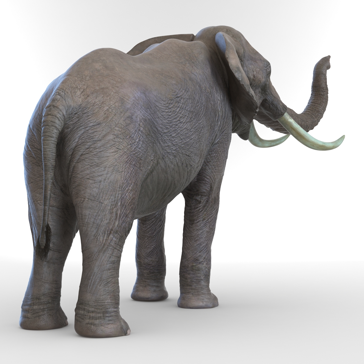 3D model Elephant Pose 3