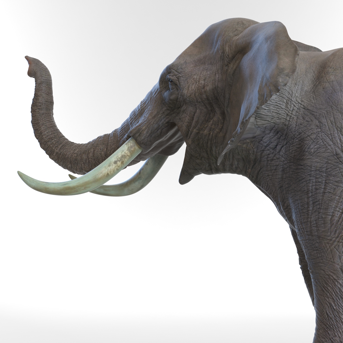 3D model Elephant Pose 3