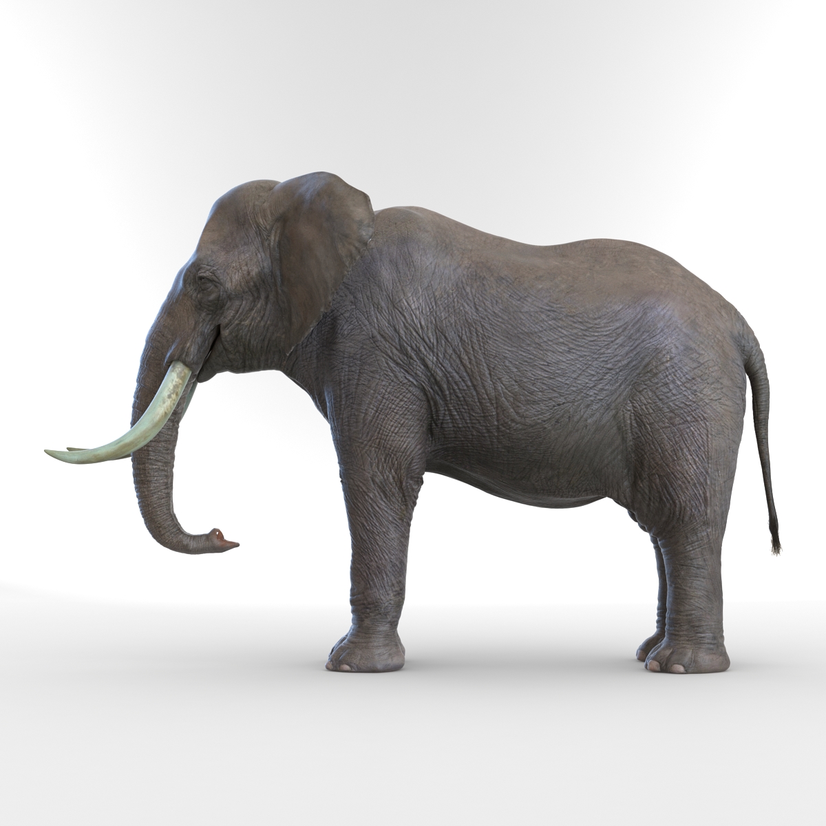 3D model Elephant Rigged