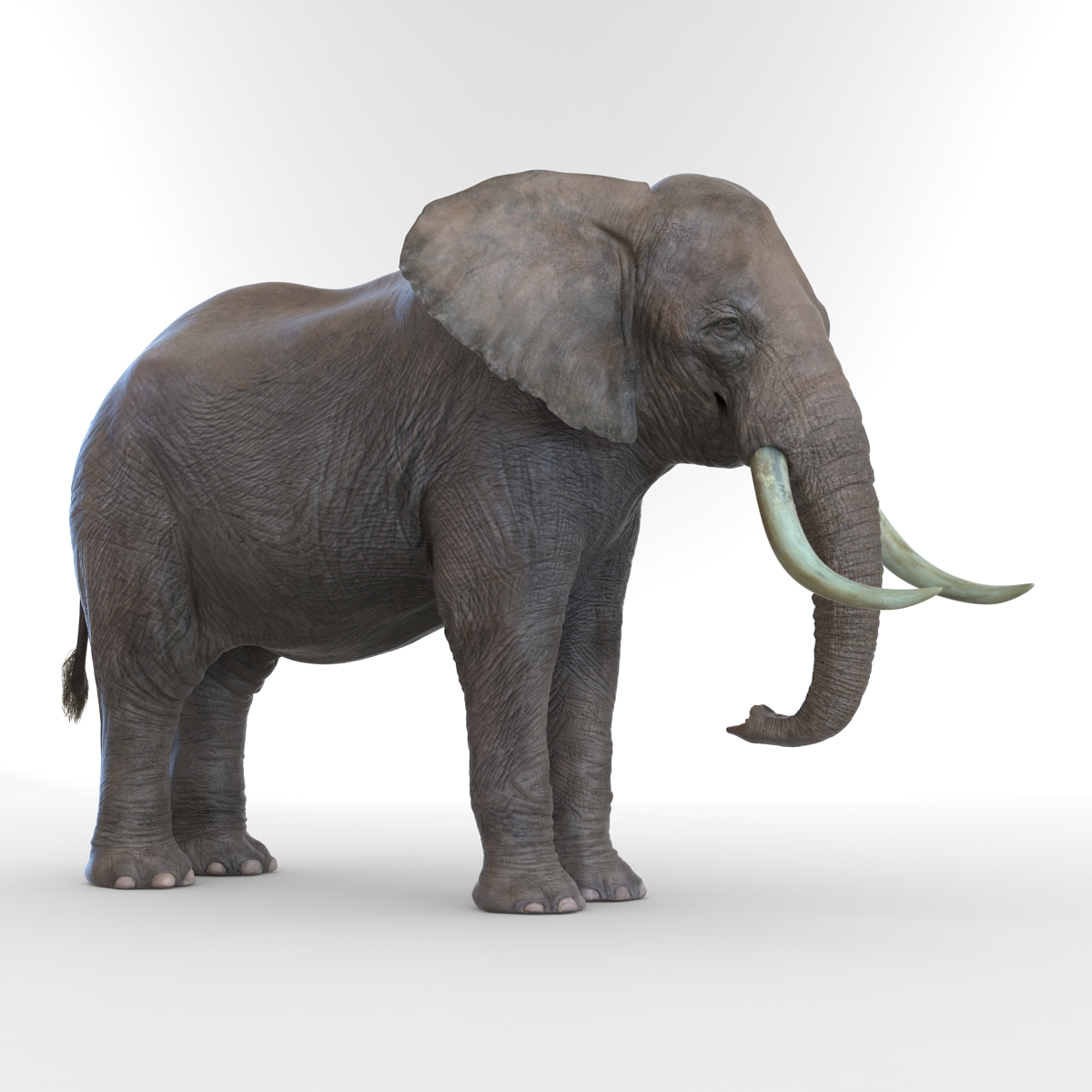 3D model Elephant Rigged