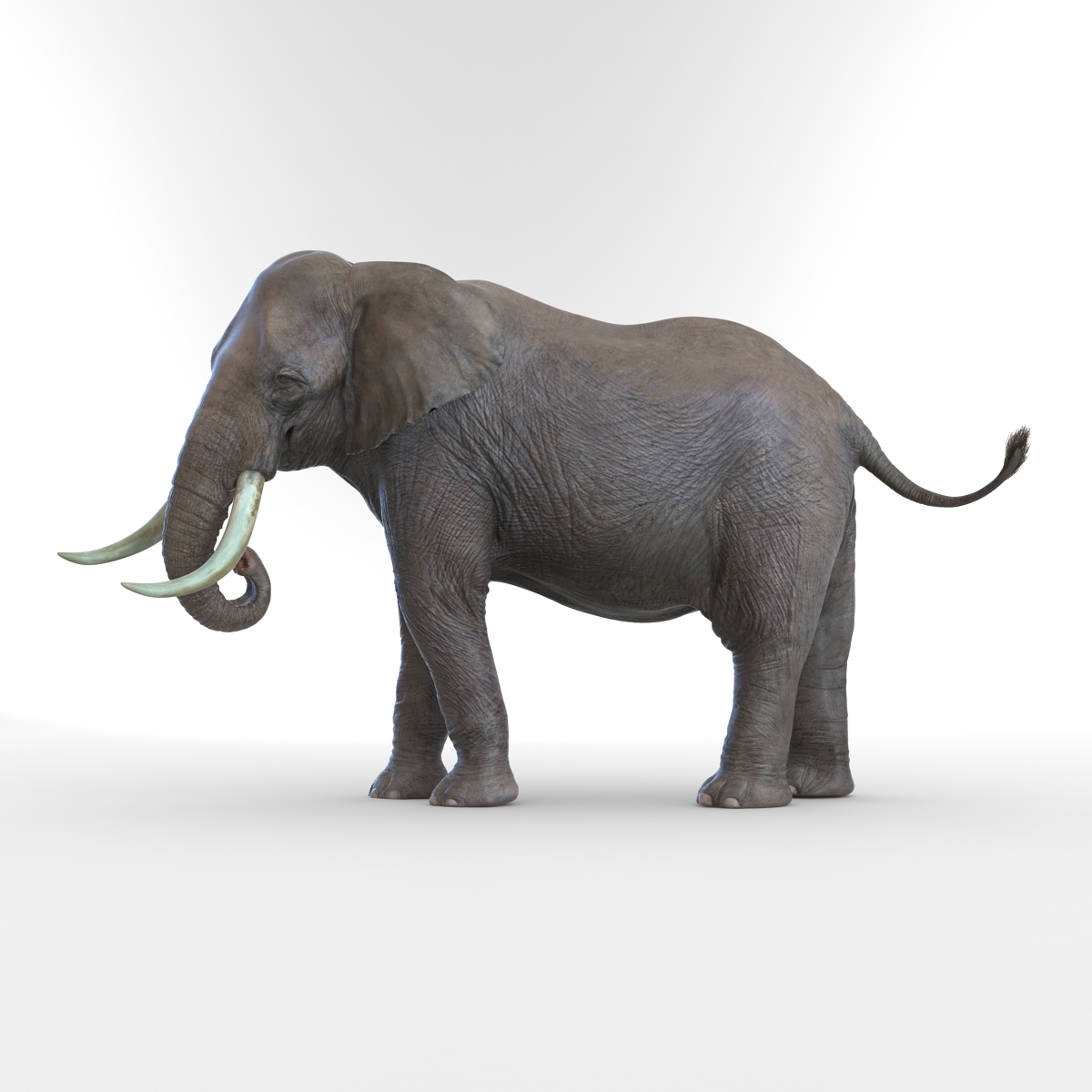 3D model Elephant Rigged