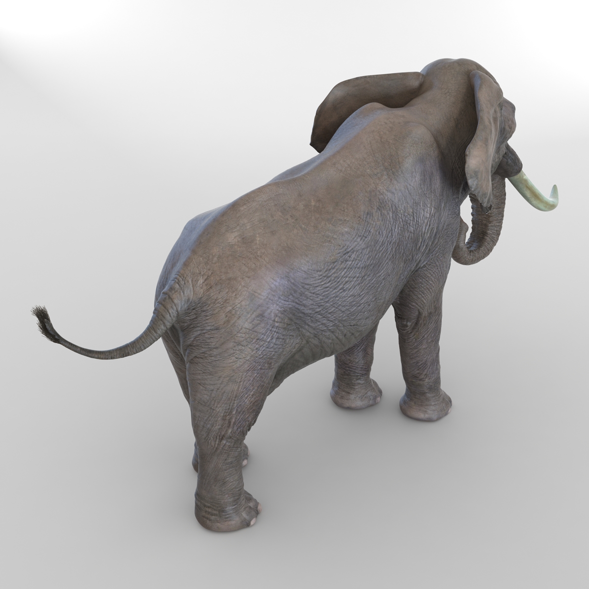 3D model Elephant Rigged